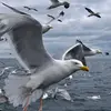 Ainsi les **confusions** possibles avec d'autres espèces sont **nombreuses**...