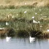 La Mouette rieuse niche en **grande colonie**.