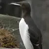 Le Guillemot de Troïl se nourrit surtout de **poissons et parfois de crustacés**.