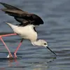 Elle se nourrit **à la surface** ou **dans la végétation**.