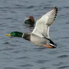 Son vol est **énergique et rapide**, la tête et le cou **tendus vers l'avant**.