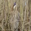 Ce **mugissement lent et profond** s'entend de loin, à l'**aube ou au crépuscule**. Il s'entend **comme une contrebasse** derrière d'autres chants d'oiseaux.