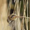 En hiver, elle se nourrit de toute sorte de **graines**, abondantes dans la végétation des roselières.
