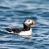 On le remarque à son **bec volumineux et coloré** d'où son surnom de **"perroquet de mer"** ou "clown des mers".