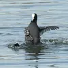La Foulque **la plus faible** finira **sur le dos** ou **maintenue sous l'eau**, s'échappant parfois en nageant sous la surface ou en s'échappant bruyamment.
