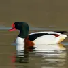 Le Tadorne de Belon est **le plus grand des canards de surface**. Elle est **plus grande que le colvert**.