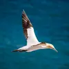 Le Fou de Bassan est un **oiseau pélagique** (Il vit en pleine mer).