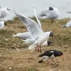 Le mâle **défend son territoire** et menace les intrus avec des postures particulières (en l'air ou au sol).