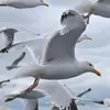 On utilise les nuance de **gris**, les motifs blancs de la **pointes des ailes noires**, la couleur et la forme du **bec et des pattes**, la silhouette…