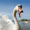 Le Cygne tuberculé pousse des **cris soufflés** "woarh-woarh".