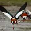Son plumage est **multicolore**.