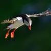 **En France**, une importante colonie vient se reproduire **en Bretagne (dans la réserve des Sept-Iles)**.