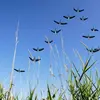 Lorsqu'elle migre, on remarque des formations en **V ou en oblique**.