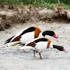Mais aussi des **insectes aquatiques et végétaux** dans les dunes.