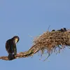 Les **deux parents** construisent le nid. Réutilisé chaque année, il peut atteindre 1 m de haut et de largeur.