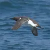 Il vole **proche de la surface de l'eau**, le **dos légèrement voûté**. Les ailes semblent plus **vers l'avant du corps** (plus au centre chez le Pingouin torda).