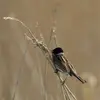 Son **chant** peut **sembler différent**, car les **strophes choisies sont variées**. Chaque chanteur a son propre chant même si les sonorités se ressemblent.