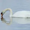 Le Cygne tuberculé se nourrit de **végétaux, de mollusques et d'insectes**.