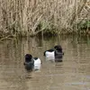 Il se nourrit de **végétaux**, mais aussi de **mollusques, d'insectes, de moules d'eau douces, de crustacés**…