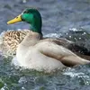 L'accouplement a lieu **dans l'eau**. La **femelle** est **complètement immergée**, le mâle sur son dos. Seul sa tête dépasse.