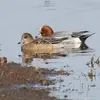 Pour la **nidification**, le Canard siffleur **n'est plus grégaire**.