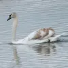 Les **juvéniles** ont le **plumage gris-brun** avec quelques nuances. Leur **bec est gris sombre** puis s'éclaircit progressivement.