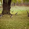 Elle vit près des **zones humides herbeuses** (étangs, lacs et marais, dans les parcs) …