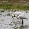 La Spatule blanche vit dans les **zones humides à l'intérieur des terres**… (marais, roselières avec broussailles, arbres, zones d'eau peu profondes et abritées)