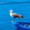 Le Goéland **leucophee**, l'espèce avec laquelle **on le confond souvent** vit principalement sur la **côte méditerranéenne et atlantique**. Mais son **aire d'expansion s'étend de plus en plus au nord** (à l'ouest de l'Europe et la Baltique entre juillet et octobre, ce qui renforce les confusions).