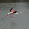 Le Flamant rose **craint les dérangements**.