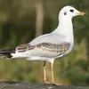 Ainsi que son bec et ses pattes  **jaunâtres**.