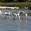 Le Flamant rose **niche en colonie**. Elles ont peu nombreuses, mais **très grandes**.