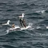 Il **pêche en surface** poissons ou céphalopodes, à **faible profondeur**.