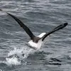 Vu du **dessus**, les ailes sont **sombres** avec le bout de la **queue sombre**.