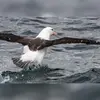 Le dos est **noir**, mais le **reste du corps est blanc**.