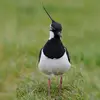 En **plumage nuptial,** les mâles ont une **plus longue huppe** et **la gorge et la face noir profond**.