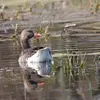 On trouve souvent l'Oie cendrée dans **différents milieux humides** (étangs à roselières, marais, îlots de lacs, côte saumâtre).