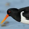 Il a la tête **noire**, les yeux **rouges** et un long bec **orange**.
