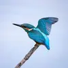 Le dessus du corps est dans les **teintes bleu métallique** avec la calotte et les ailes **bleu verdâtre plus sombre**.