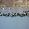 C'est une espèce très **répandue**, mais ses populations **diminuent** ces dernières années.
