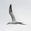 Ses ailes sont **longues et étroites**.