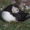 On l'observe parfois le **bec sous l'aile**. En mer, il dort ainsi en **se laissant flotter**.