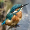 Il a une calotte **bleu-vert**, la gorge **blanche**, deux tâches **orange et blanche** sur la joue et le côté du cou.