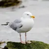 Avec ses **courtes pattes** et sa **tête arrondie**, il est plus **trapu** qu'une mouette.
