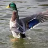 On appelle **"miroir"** une **tache de couleur métallique** souvent présente **chez les canards** au niveau des plumes au centre des ailes. Cela permet de les **reconnaître plus facilement**.