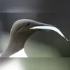 Contrairement au macareux moine, il **ne peut saisir qu'un seul poisson à la fois**, dans son bec.