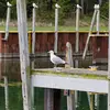 Il cherche souvent sa nourriture près des **ports de pêche, des décharges et des champs labourés**.