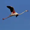 Il a les ailes **rouges et noires**, surtout visible en vol.