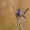 Son chant est **fort et varié** avec beaucoup d'**imitations** et d'**improvisations**. On perçoit des **sons métalliques**, des **notes sonnantes musicales**, des **trilles** et des **sifflements**.