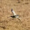 **En mue**, à l'automne, une **légère bande claire** apparaît sur les ailes.